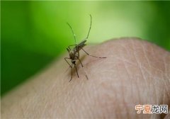 吃什么容易被蚊子咬 吃什么容易被蚊子咬死