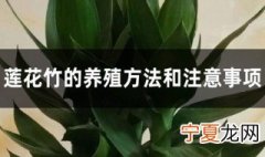 莲花竹养护方法 莲花竹的养殖方法和注意事项