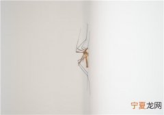 吃什么不招蚊子咬 吃什么蚊子不叮咬