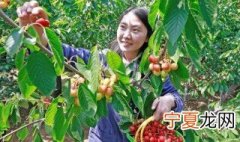 摘红枣正确方法 红枣的功效与作用