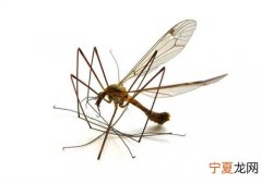 冬天为什么没有蚊子 冬天为什么没有蚊子咬