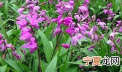 白芨怎么种植 种植白芨的步骤