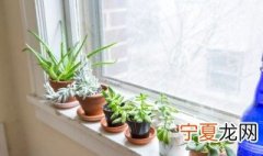 店铺适合养什么植物 适合在店里养的植物