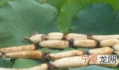 清洗莲藕最快方法 怎么洗莲藕