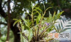 种植铁皮石斛的方法视频 种植铁皮石斛的方法