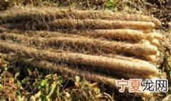 山药种植时间以及栽培条件和注意事项 山药种植方法和时间