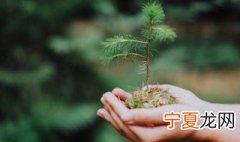 植树的过程 植树的过程作文