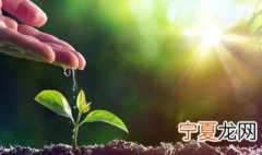 关于植树节的来历 植树节的来历是什么