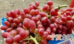 无籽红提怎么种出来的 无籽红提的种子是什么样的?