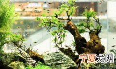 鱼缸怎么换水 鱼缸换水方法