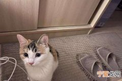 猫在楼道里丢了怎么找，猫咪丢了怎么快速找回