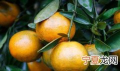 甘桔的贮存方法 甘桔怎么贮存