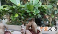 关于人参榕树盆景得问题 关于人参榕树盆景得有哪些问题问题