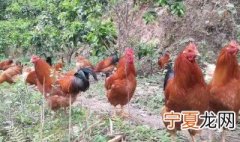 散养公鸡特点 散养公鸡的最佳方法