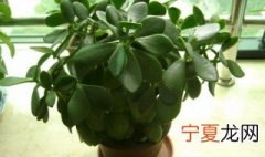 玉树什么时候修剪好 玉树在冬季修剪比较好
