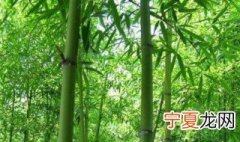竹子的种植方法 竹子如何种植