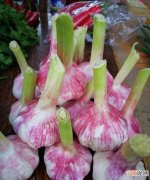 夏天腌蒜头怎么腌好吃