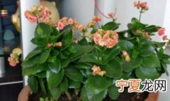 海棠都能结果吗 盆栽海棠会结果吗