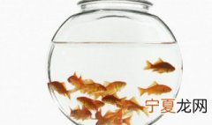 家里养的金鱼吃什么东西最好 金鱼吃什么