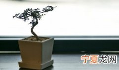 家庭适合种哪些植物 家庭适合种的植物推荐