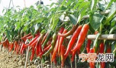 灯笼椒的栽培技术 灯笼椒种植技术和方法
