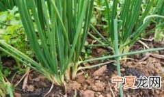 香葱种子怎么种植 香葱种子怎么种植容易发芽