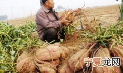土瓜应怎么种植视频 土瓜应怎么种植