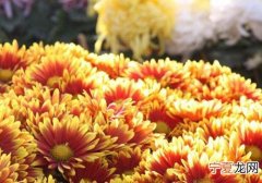 重阳节为什么要喝菊花酒
