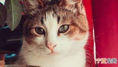 给猫咪剪指甲剪多少，猫咪剪指甲前后都要剪