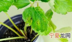 百香果的籽怎么种出盆栽 百香果的籽怎么种植方法