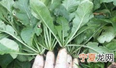萝卜叶子的储存方法 萝卜叶子的储存方法是什么