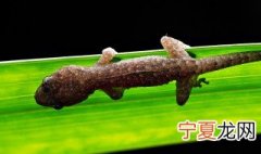 家中有壁虎是否吉利 家中有壁虎吉利吗