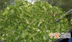 茴香保存怎么不烂 有四种保存方法