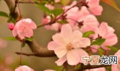 垂枝海棠修剪方法视频 垂枝海棠修剪方法