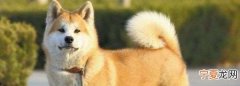柴犬粘人，柴犬绝育后会粘人