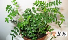如何养护盆栽清香木 清香木盆栽怎样养护