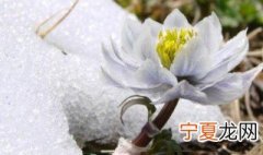 雪莲夏天怎么保存 雪莲的简介