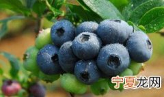 奥尼尔蓝莓如何种植 奥尼尔蓝莓种植条件