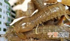 皮皮虾直接冷冻还是煮熟了再冷冻 皮皮虾煮熟后可以冷冻吗
