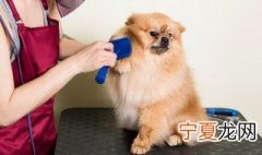 高铁宠物如何托运 高铁可以带宠物吗