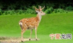 梦见梅花鹿是什么预兆 梦见梅花鹿寓意着什么