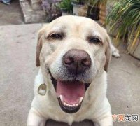 金毛是拉布拉多，金毛能吃还是拉布拉多能吃