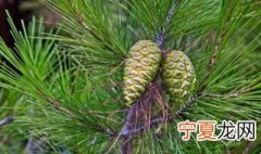 松树育苗的正确方法 松树育苗的正确方法视频