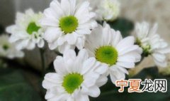 毛华菊养护技巧 养护技巧如下