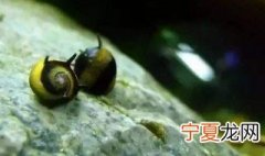 角螺养殖方法 角螺怎么饲养呀