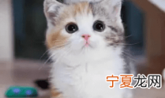 小猫吃猫砂怎么办，小猫用完猫砂身上全是怎么办