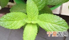 薄荷叶怎么保存 需要放到冰箱吗