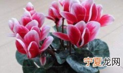 家里比较适合养什么花 哪些花适合在家里养