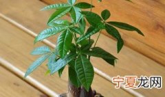 家里财位摆放什么植物 家里财位适合摆放的植物有哪些