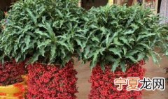 黄金万两 盆栽 黄金万两盆景的种植技巧